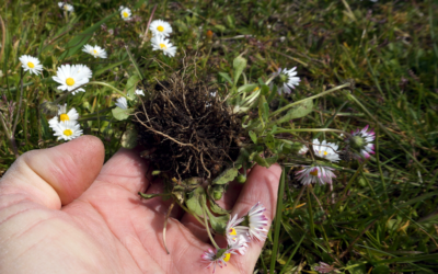 Kartoffelsalat „Mal Anders“ mit Gänseblümchen