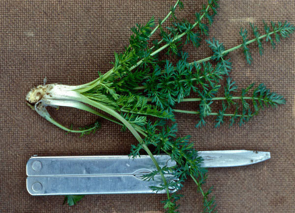Recipe with history Caraway cabbage