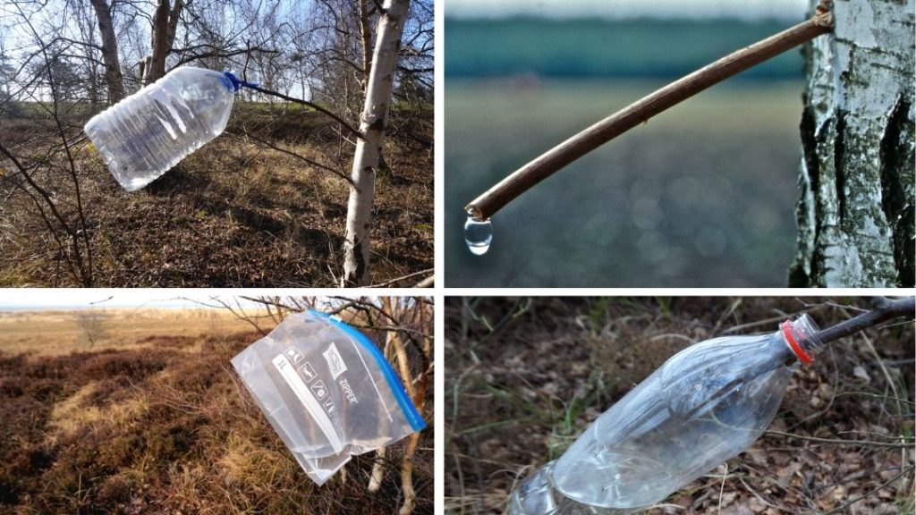 Birke anzapfen und Birkenwasser produzieren